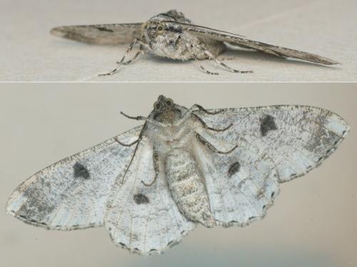 Ascotis selenaria